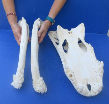 20" Alligator Skull 