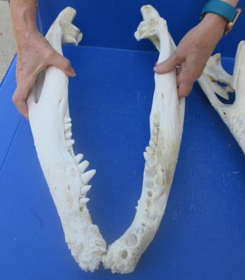 20" Alligator Skull 