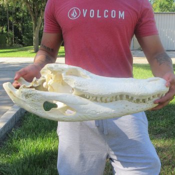 22" Alligator Skull 