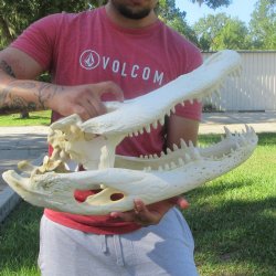 22" Alligator ...