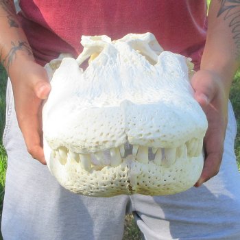 22" Alligator Skull 