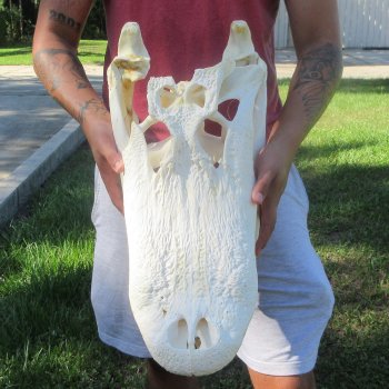 22" Alligator Skull 