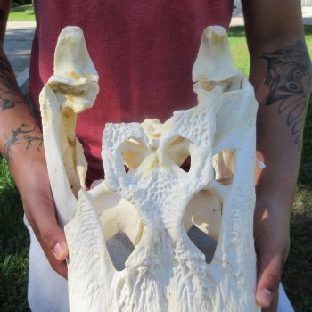 22" Alligator Skull 