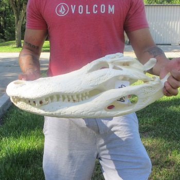 22" Alligator Skull 