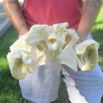 22" Alligator Skull 