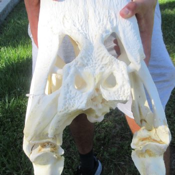22" Alligator Skull 