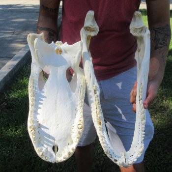 22" Alligator Skull 