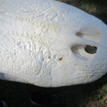 22" Alligator Skull 