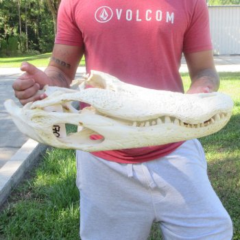 20" Alligator Skull 