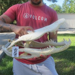 20" Alligator ...