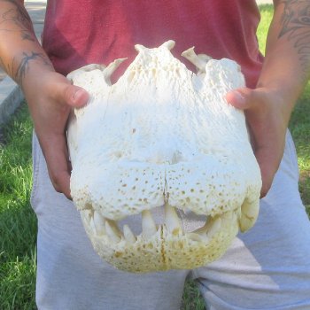 20" Alligator Skull 