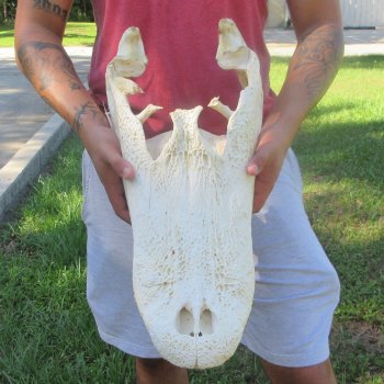20" Alligator Skull 