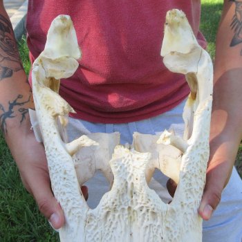 20" Alligator Skull 