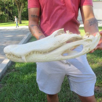 20" Alligator Skull 