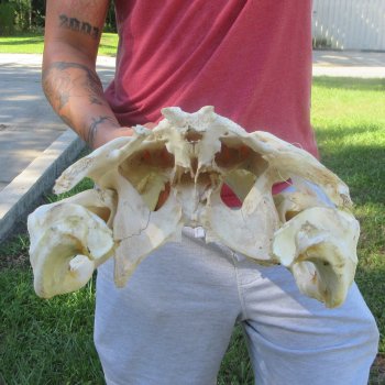 20" Alligator Skull 