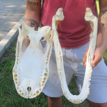 20" Alligator Skull 