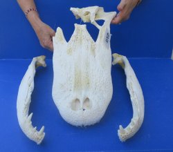 21" Alligator ...