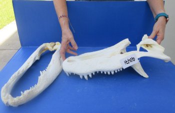 21" Alligator Skull 