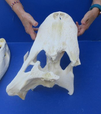 21" Alligator Skull 