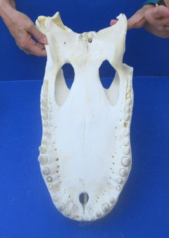 21" Alligator Skull 