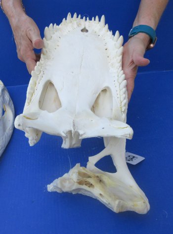 21" Alligator Skull 
