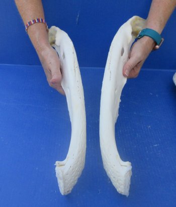 21" Alligator Skull 