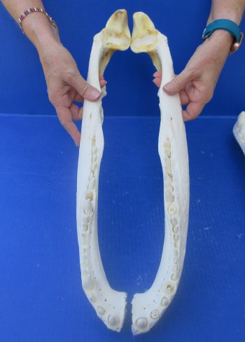 21" Alligator Skull 