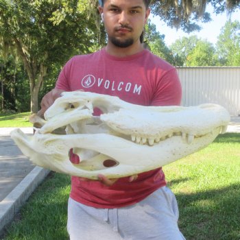 26" Alligator Skull (Adult Signature Required)