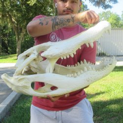 26" Alligator ...