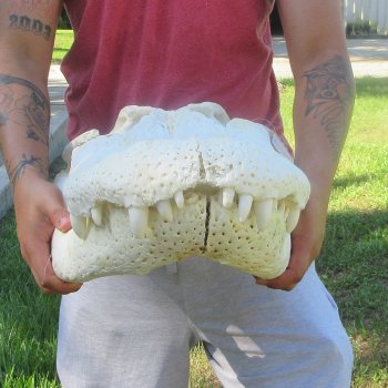 26" Alligator Skull (Adult Signature Required)