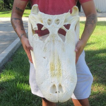 26" Alligator Skull (Adult Signature Required)