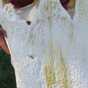 26" Alligator Skull (Adult Signature Required)