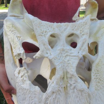 26" Alligator Skull (Adult Signature Required)