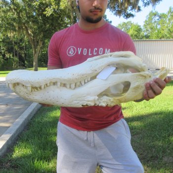 26" Alligator Skull (Adult Signature Required)