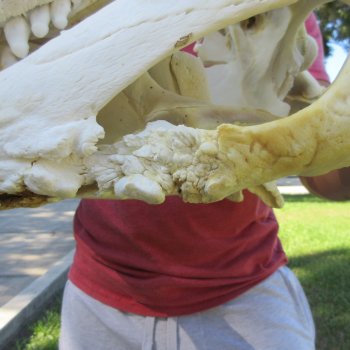 26" Alligator Skull (Adult Signature Required)
