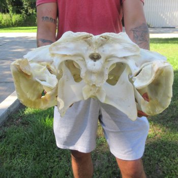 26" Alligator Skull (Adult Signature Required)