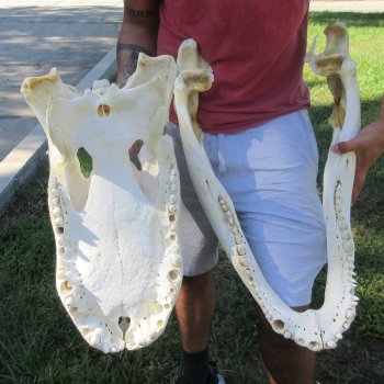 26" Alligator Skull (Adult Signature Required)