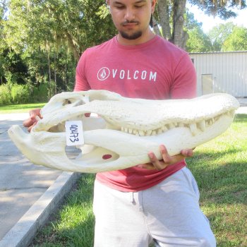 27" Alligator Skull (Adult Signature Required)