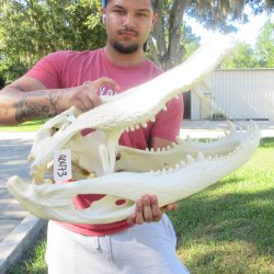 27" Alligator Skull (Adult Signature Required)