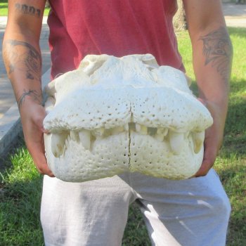 27" Alligator Skull (Adult Signature Required)