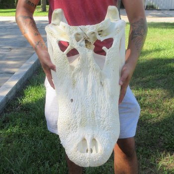 27" Alligator Skull (Adult Signature Required)