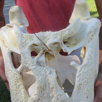 27" Alligator Skull (Adult Signature Required)
