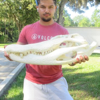 27" Alligator Skull (Adult Signature Required)