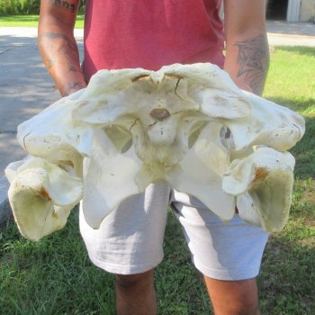27" Alligator Skull (Adult Signature Required)