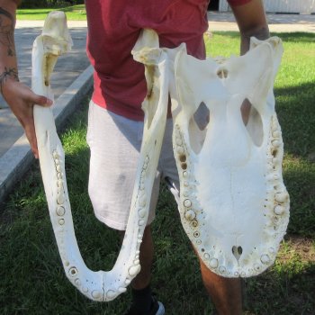 27" Alligator Skull (Adult Signature Required)