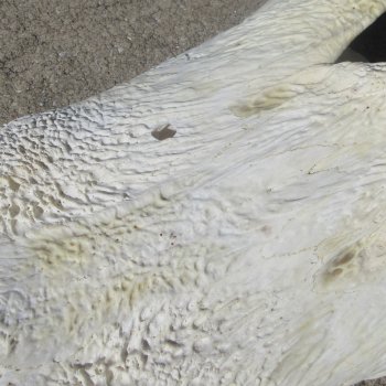 27" Alligator Skull (Adult Signature Required)