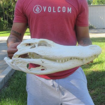 18" Alligator Skull 
