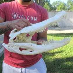 18" Alligator ...