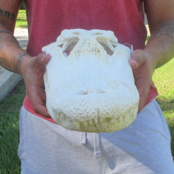 18" Alligator Skull 