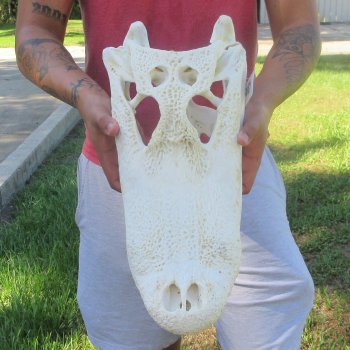 18" Alligator Skull 